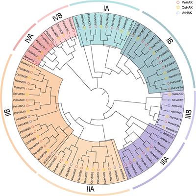 Genome-wide identification and expression analysis of the HAK/KUP/KT gene family in Moso bamboo